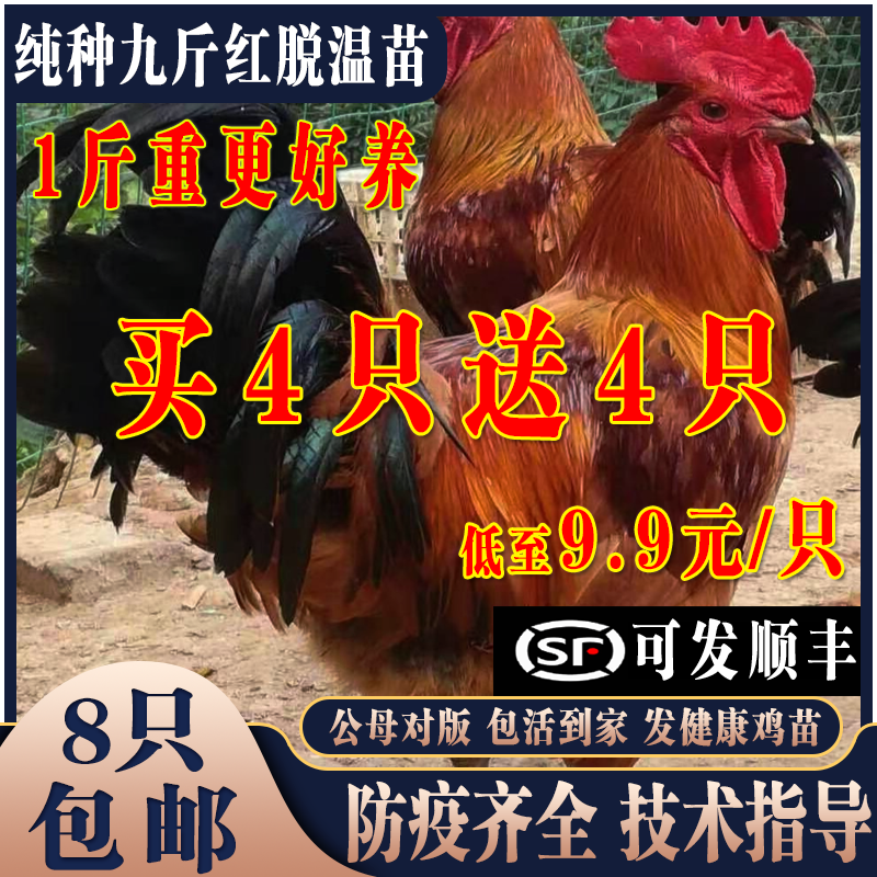 鸡活苗纯种巨型大红公鸡九斤红活苗红玉380鸡苗红公鸡半大鸡脱温
