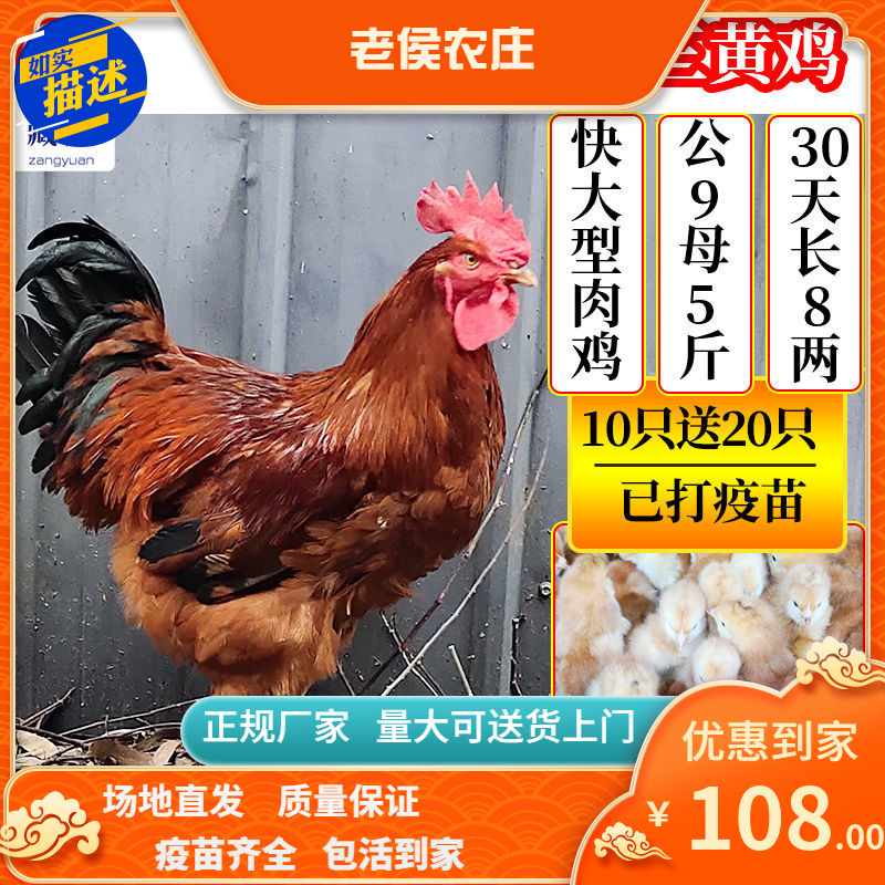 九斤红九斤黄红玉鸡出壳苗30送10只大型肉鸡蛋鸡养殖场小鸡