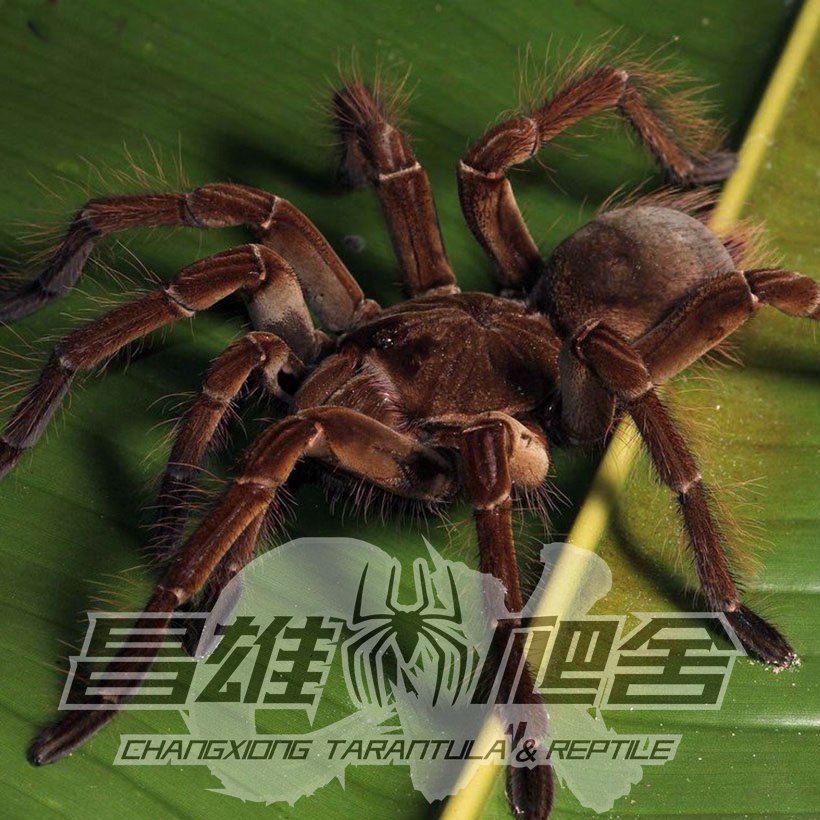 委内瑞拉巨人粉红脚TA网红宠物蜘蛛T属三巨头之一世界纪录33厘米