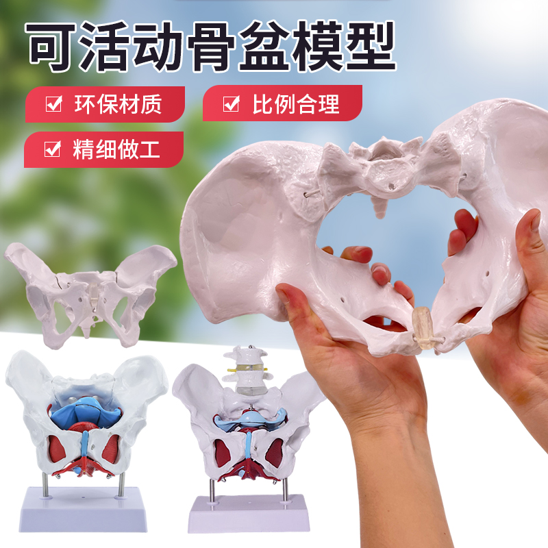 女性骨盆模型可活动人体动态解剖盆底肌教学腰椎产后康复培训骨架