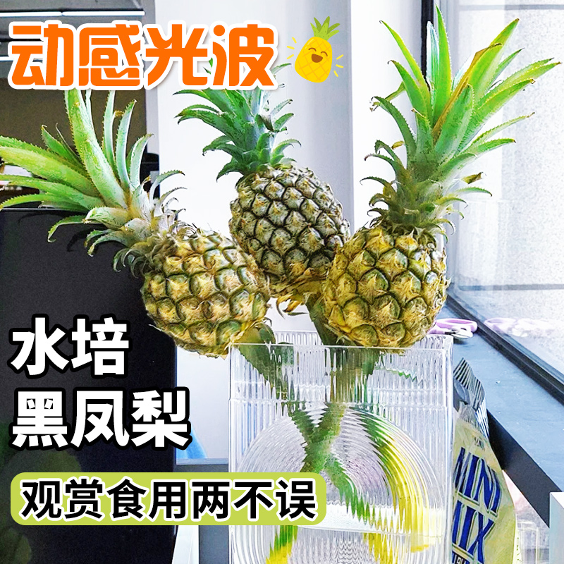 水培菠萝植物动感光菠香蕉鲜切办公室可食用绿植室内客厅观果绿植