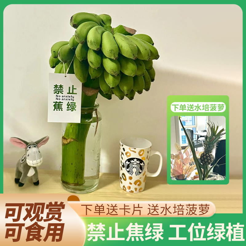 拒绝蕉绿办公室桌面水培菠萝水果可食用可观赏绿植整串水培香蕉花