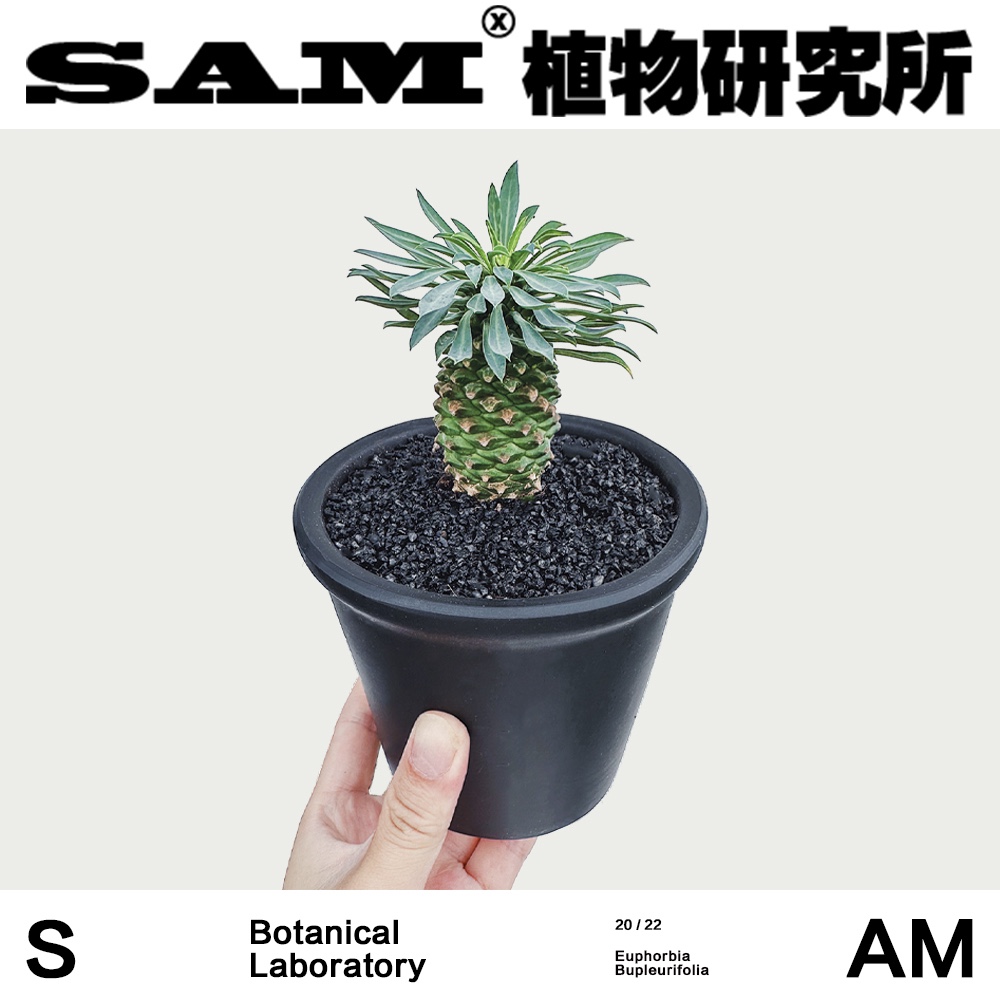 SAM植物研究所/菠萝尼尼/铁甲麒麟/网红植物/INS绿植/办公室绿植