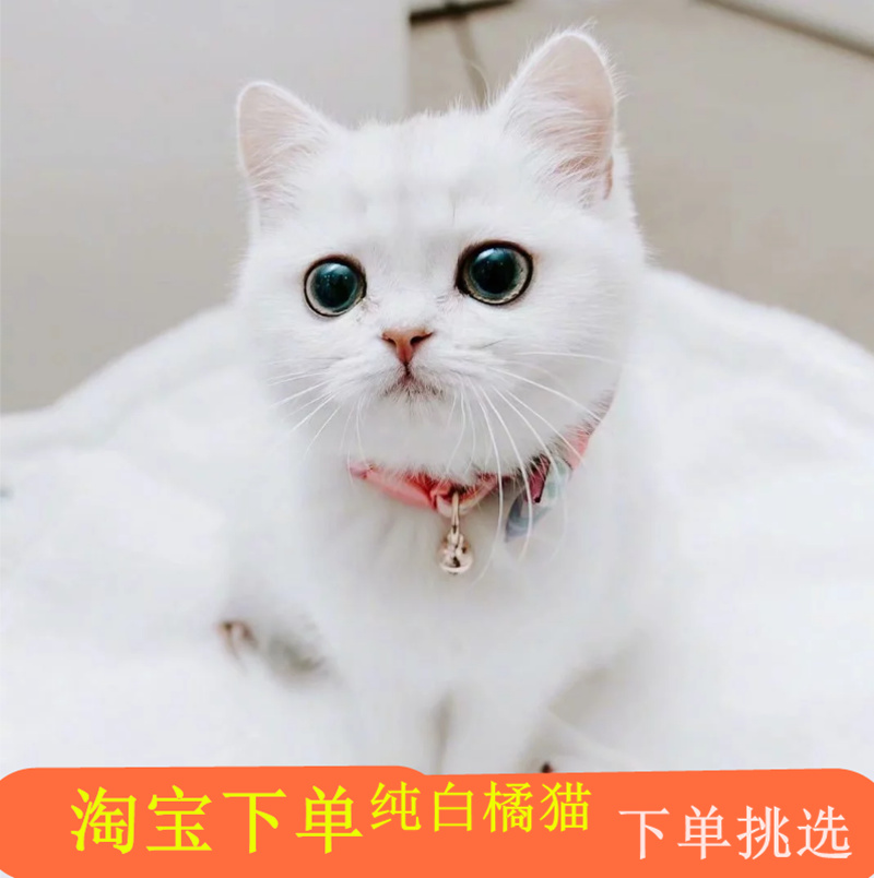 中华田园猫纯白色橘猫幼崽活体纯白色猫咪活物家养家猫长毛短毛