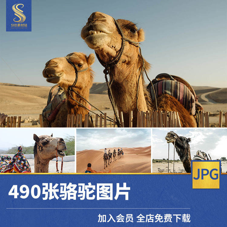 高清4K骆驼沙漠动物摄影素材超清照片图集壁纸图片美术设计参考