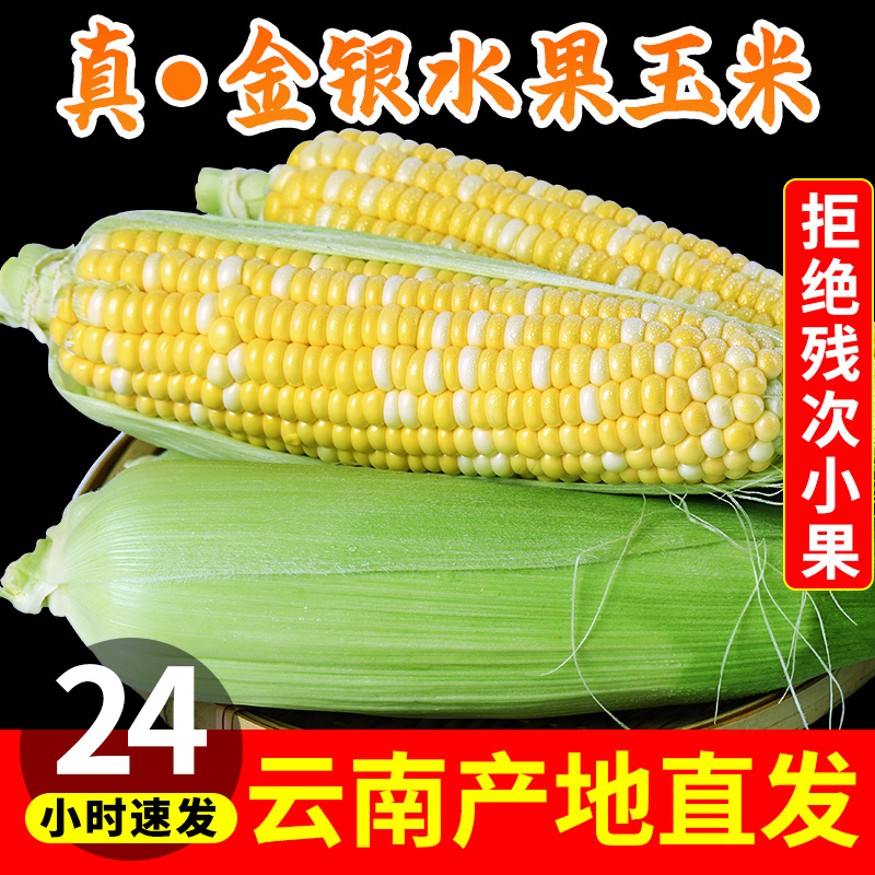 云南金银水果玉米9斤新鲜生吃甜玉米棒子苞谷米现摘糯包邮蔬菜10