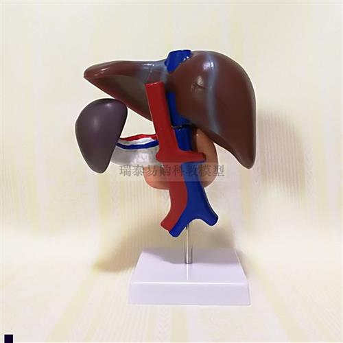 人体肝脏模型胰腺脾脏十q二指肠胆囊消化系统内脏医学教具临床诊
