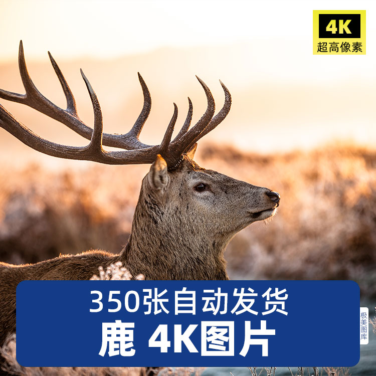 高清4K麋鹿动物鹿图片梅花鹿麋鹿驯鹿非洲鹿驼鹿摄影照片JPG素材