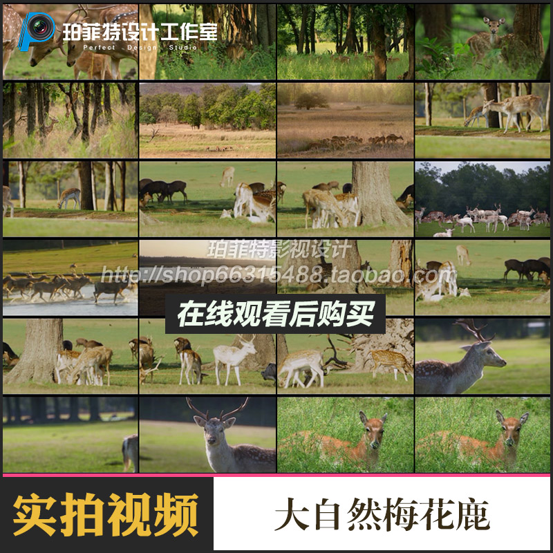 大自然梅花鹿野生鹿群觅食小鹿奔跑鹿角养殖动物高清实拍视频素材