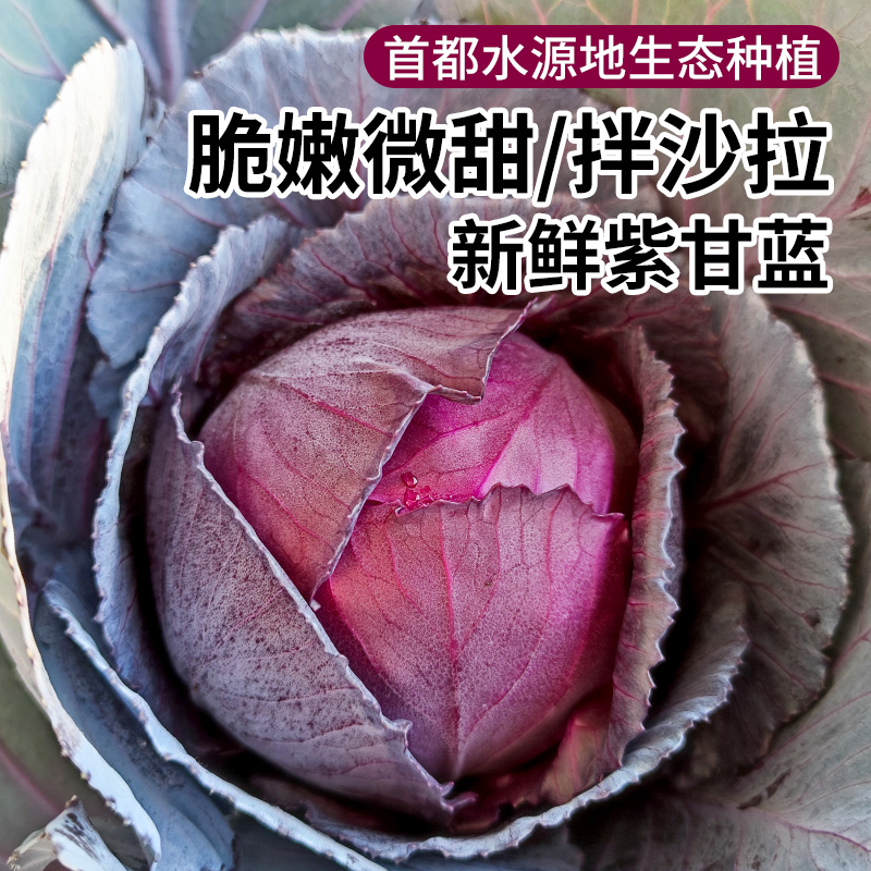 密农人家 新鲜紫甘蓝 农家紫色包菜 生吃沙拉菜紫圆白菜 蔬菜750g