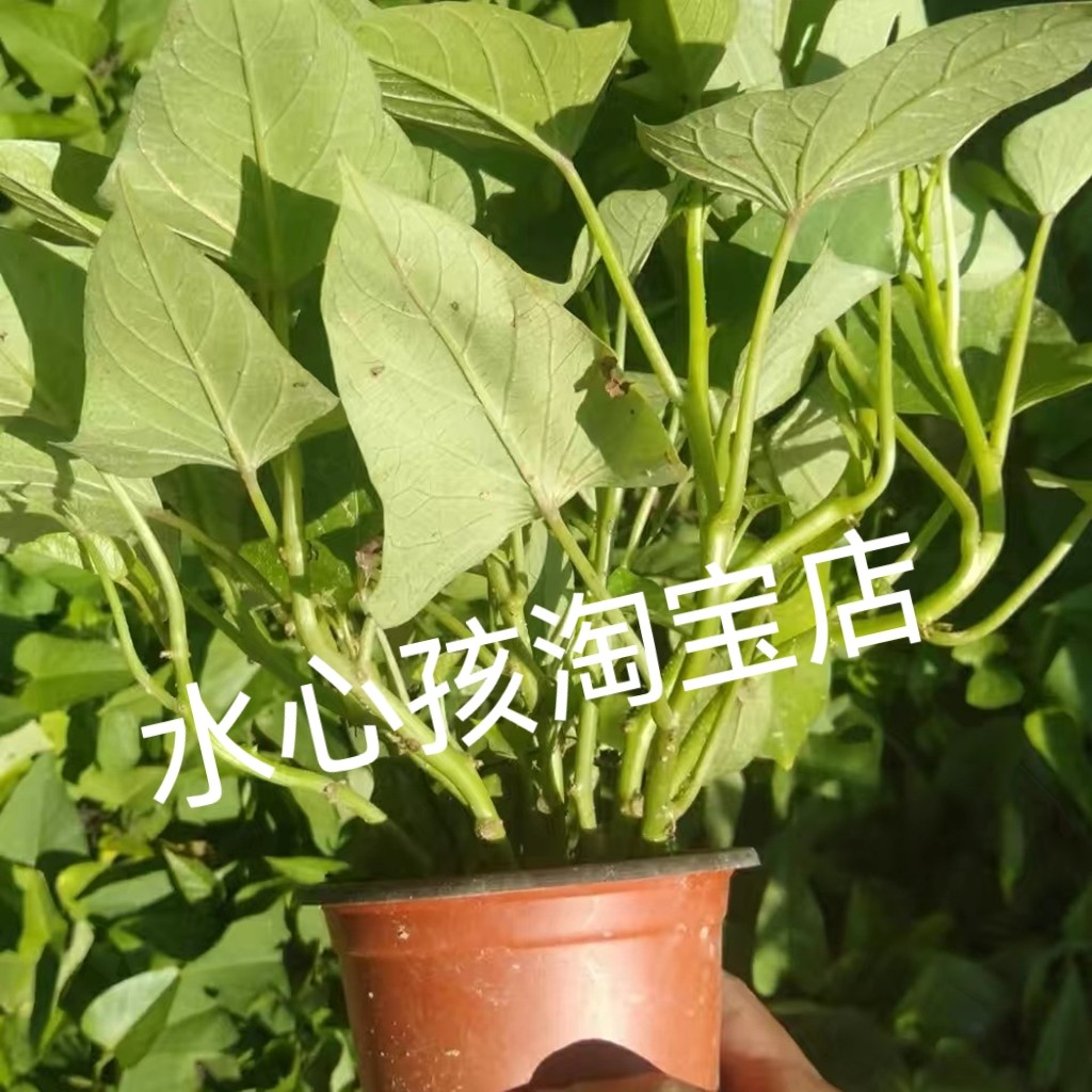 食叶型地瓜叶苗南北方吃叶子品种福薯18台湾地瓜叶绿植阳台盆栽苗