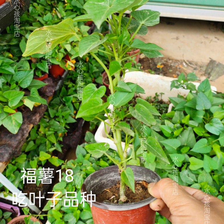 【多分叉品种的苗】包对版福薯18台湾地瓜叶阳台盆栽植物庭院绿植