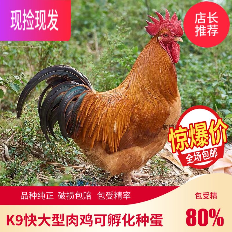 快大型K9肉鸡种蛋882鸡种蛋受精蛋可孵化小鸡大品种鸡种蛋