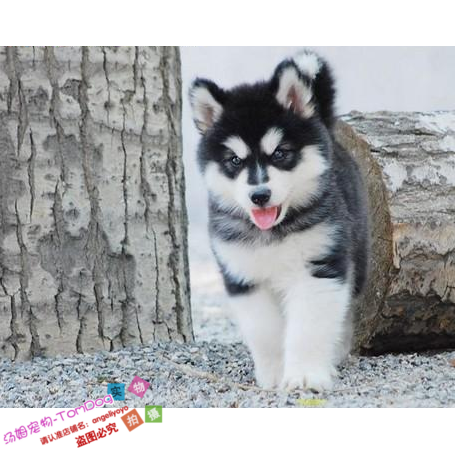 上海出售纯种阿拉斯加犬幼犬出售十字脸巨型雪橇犬活体宠物狗狗g
