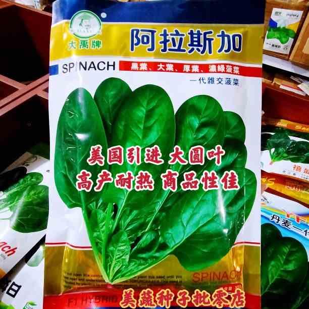 菠菜种子阿拉斯加 美果引进新品种大圆叶黑叶菠菜种籽农家春秋播