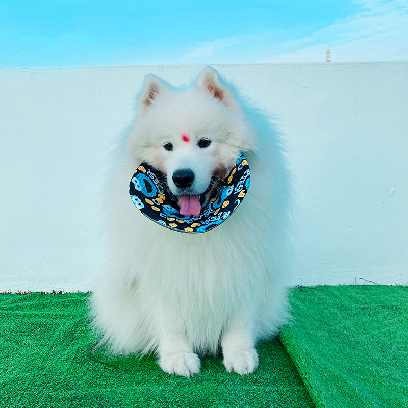 网红同款宠物狗狗阿拉斯加萨摩耶柯基口水巾中大型犬防口水兜围脖