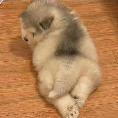 纯种阿拉斯加幼犬活体雪橇犬熊版阿拉斯加犬灰桃大型犬宠物狗幼崽