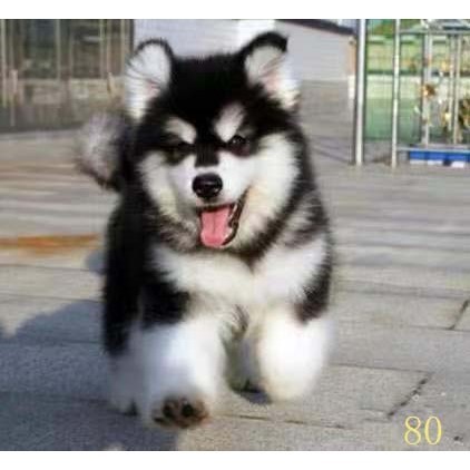 咸宁阿拉斯加幼犬纯种阿拉斯加犬活体黑红色灰桃阿拉斯加雪橇犬宠