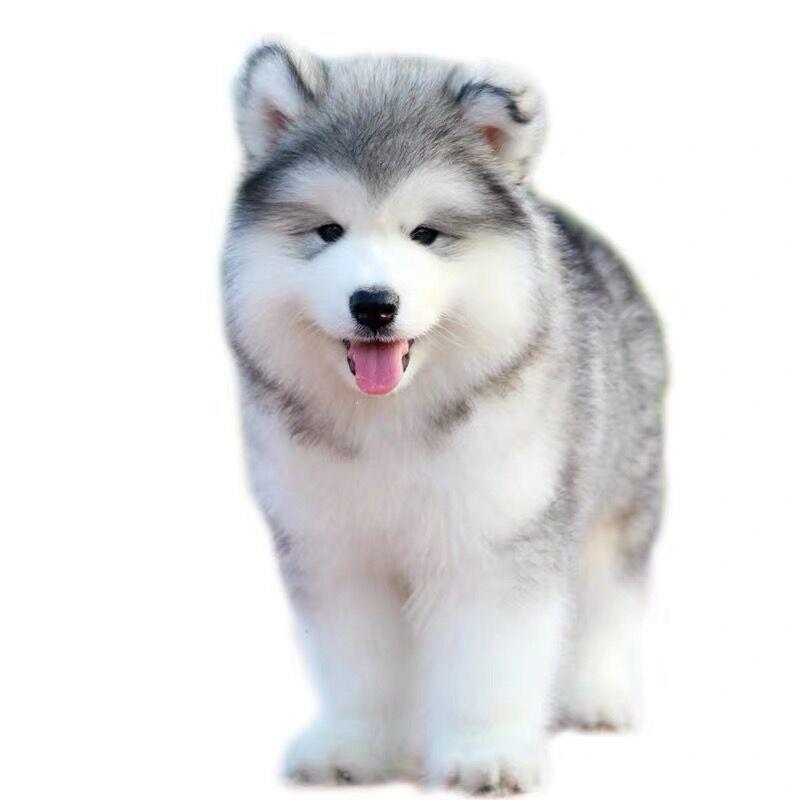 纯种阿拉斯加犬幼犬巨型灰桃阿拉斯加雪橇犬可爱家养宠物狗狗活物