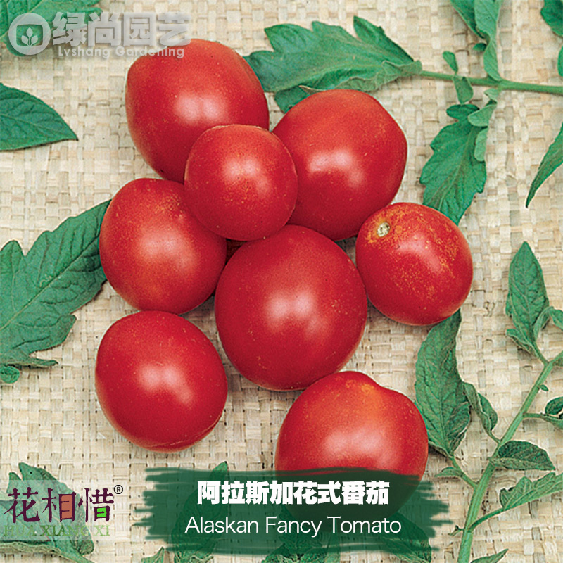 阿拉斯加花式番茄种子进口小西红柿四季播盆栽蔬菜种籽瓜果番茄苗