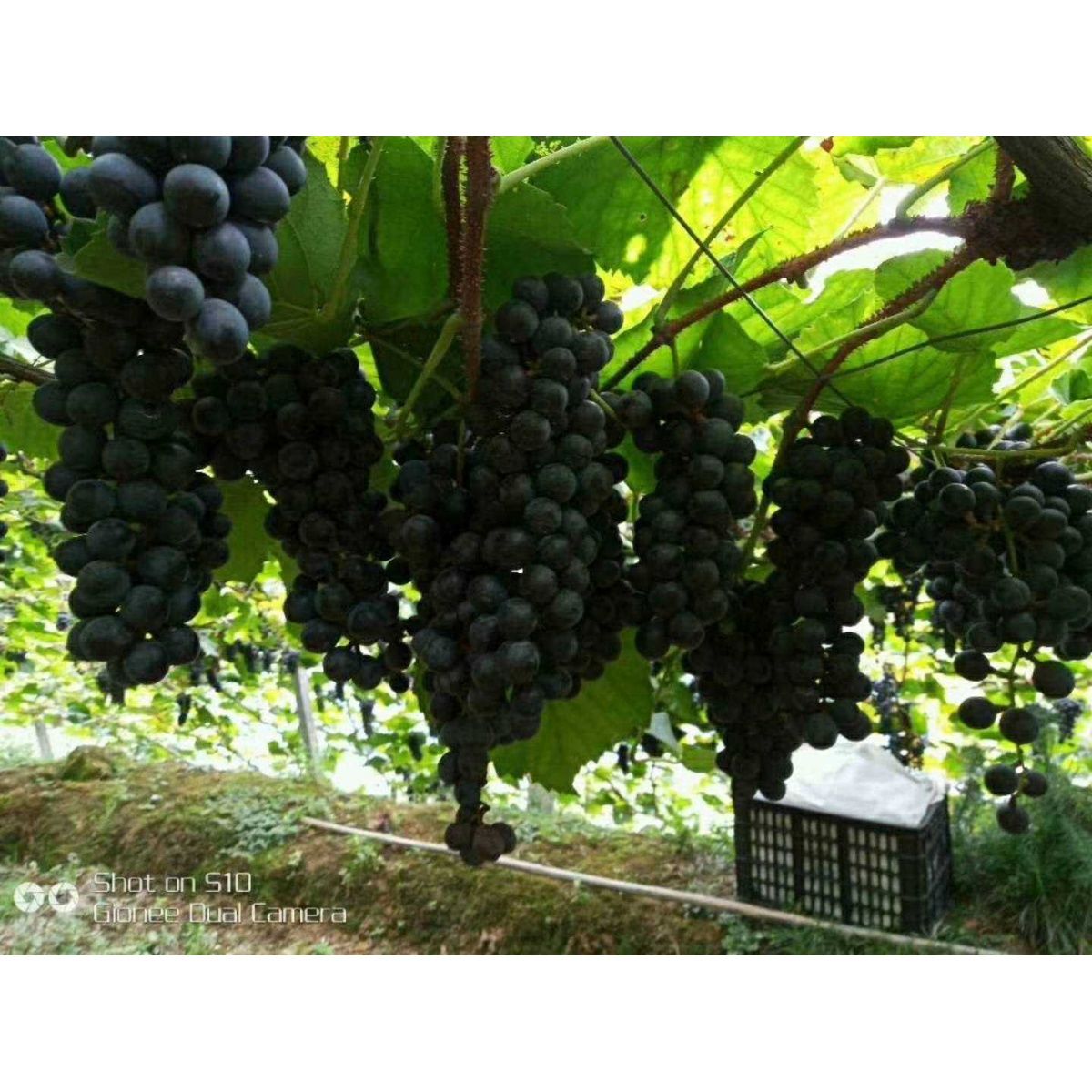 怀化高山刺葡萄2号紫秋优质树苗紫球果树苗酿酒特色黑珍珠葡 盆栽