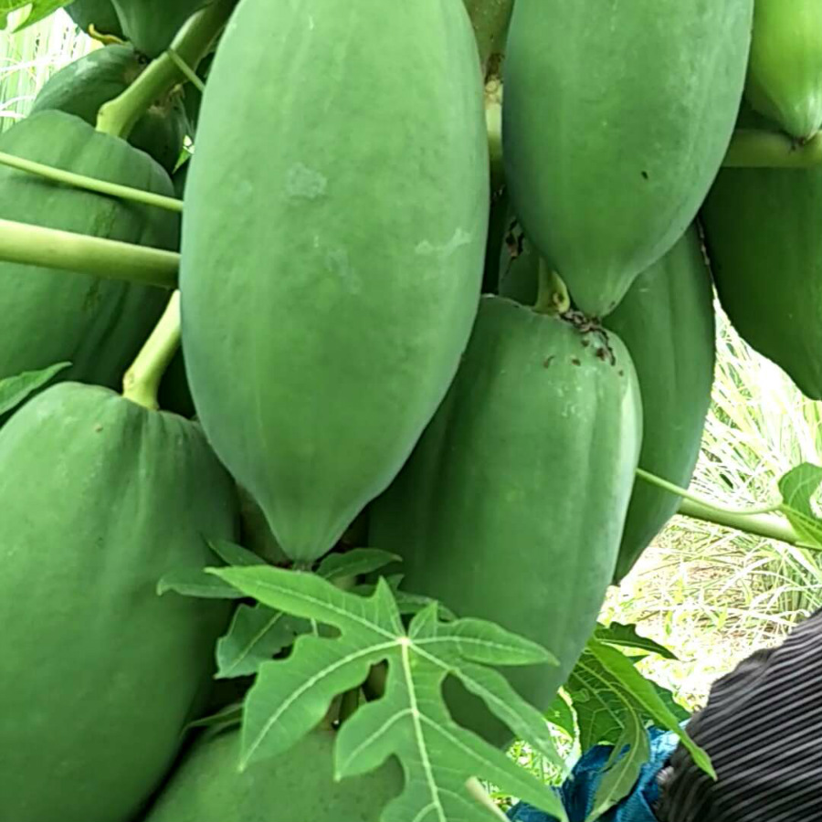 新鲜广西青木瓜 Green papaya 木瓜沙拉凉拌腌酸 蔬菜生木瓜 包邮