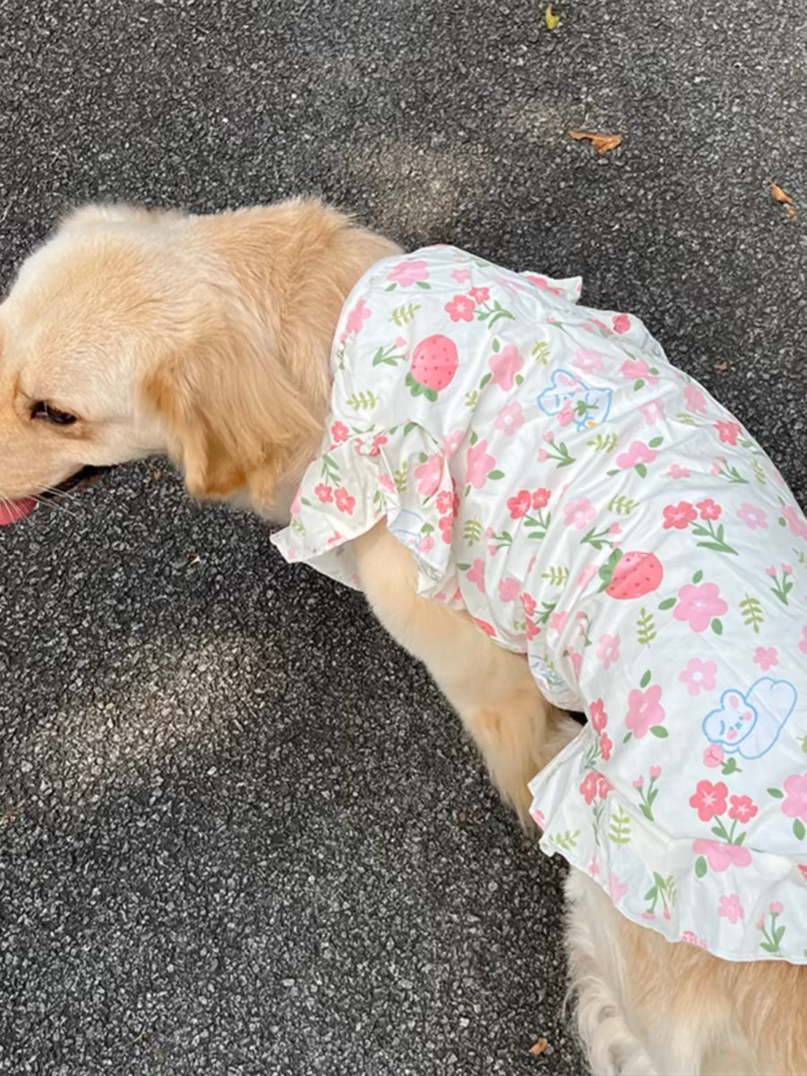 宠物狗狗背心夏季薄款金毛拉布拉多萨摩耶边牧中型大型犬可爱衣服