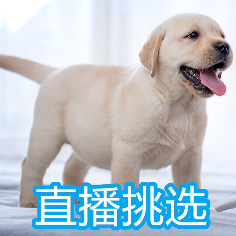 纯种拉布拉多幼犬活体奶白色黑色导盲犬神犬小七米黄米白宠物狗狗