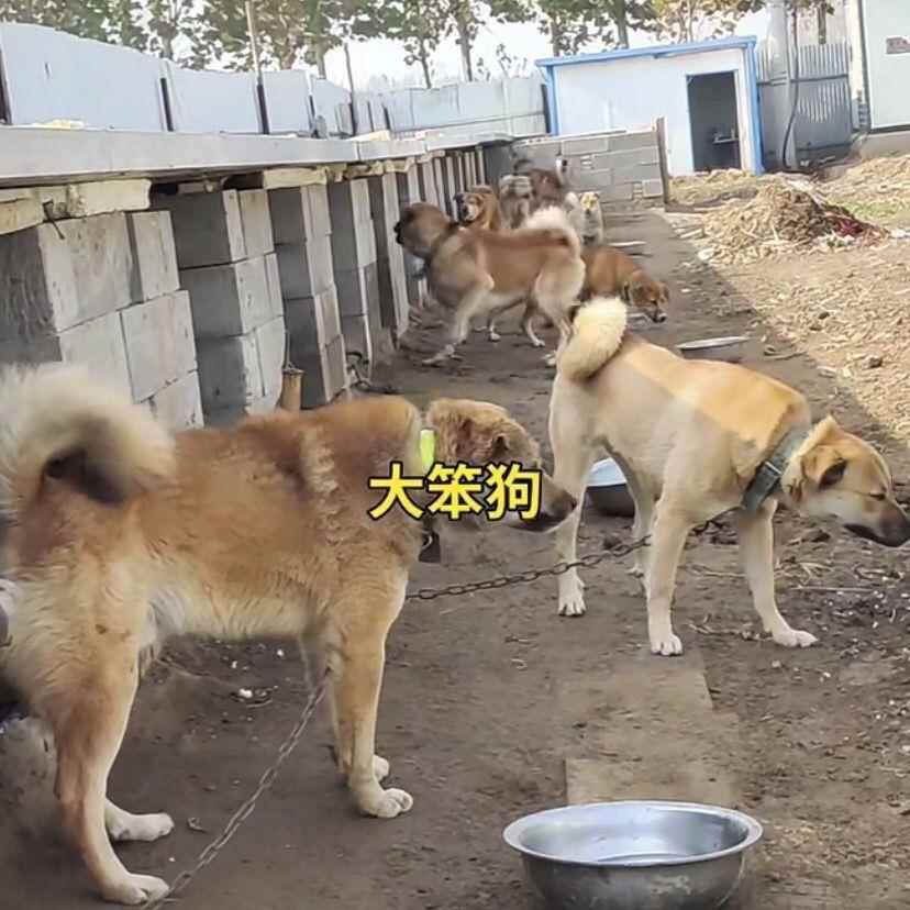 中华田园犬图片白色