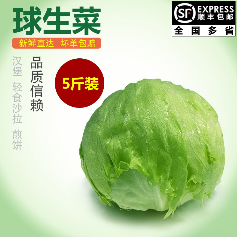 【千牛优福】球生菜5斤装 汉堡生菜轻食沙拉煎饼食材新鲜沙拉蔬菜