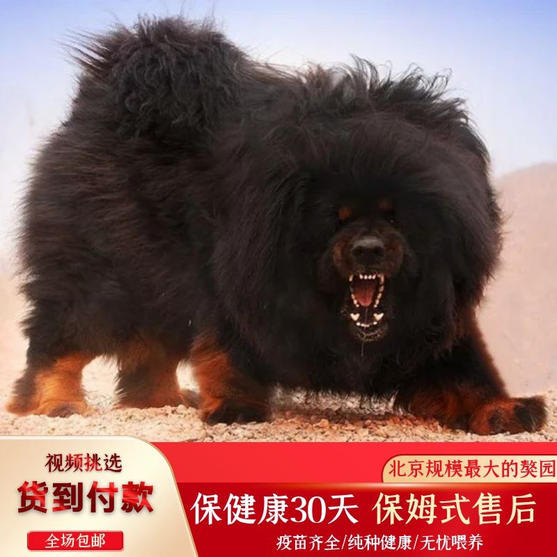 巨型藏獒幼犬出售纯种狮头虎头藏獒大骨架凶猛看家护院雪獒藏獒犬