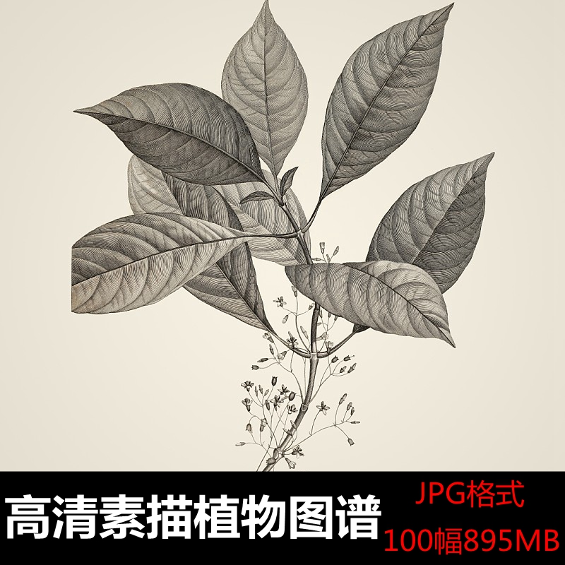 素色精修高清调色版植物花卉叶子现代小清新黑白装饰画电子素材图