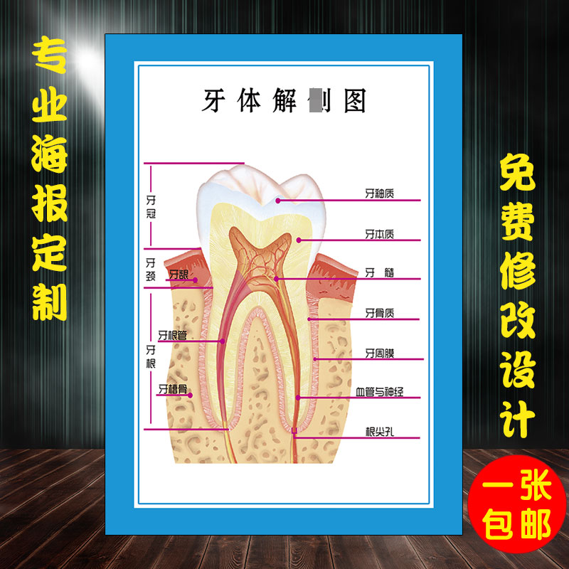 牙齿解剖图结构图口腔牙科诊所海报装饰画宣传医患沟通广告疾病图