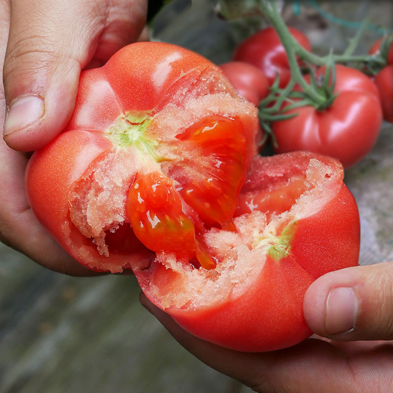 普罗旺斯西红柿种子种籽苗秧孑水果夏季种的菜种番茄菜苗大全秧苗