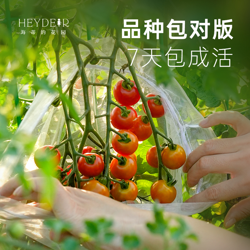 海蒂的花园旗舰店千禧果超甜小番茄苗盆栽家庭蔬菜苗西红柿苗