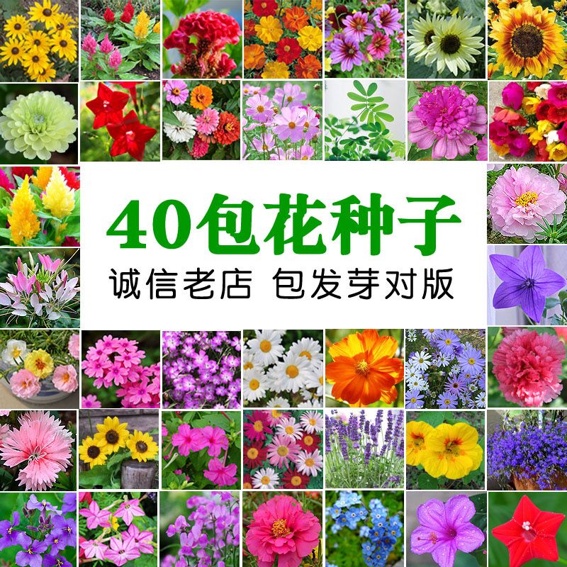 花种子大全野花组合四季开花花卉植物室内室外阳台盆栽向日葵种孑