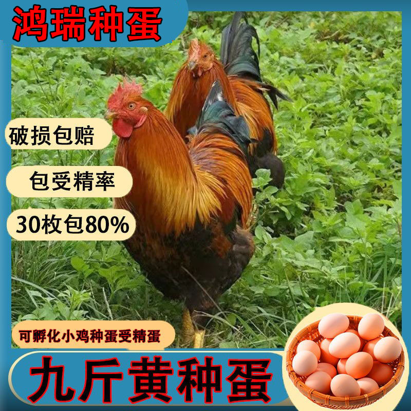九斤黄鸡种蛋红玉土鸡种蛋受精蛋可孵化的蛋快大型鸡青脚麻鸡种蛋