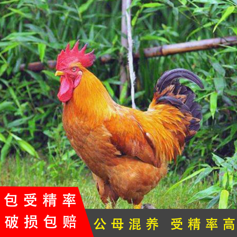 30枚九斤黄鸡受精种蛋可孵化受精蛋血红鸡大骨鸡安卡380肉鸡红玉
