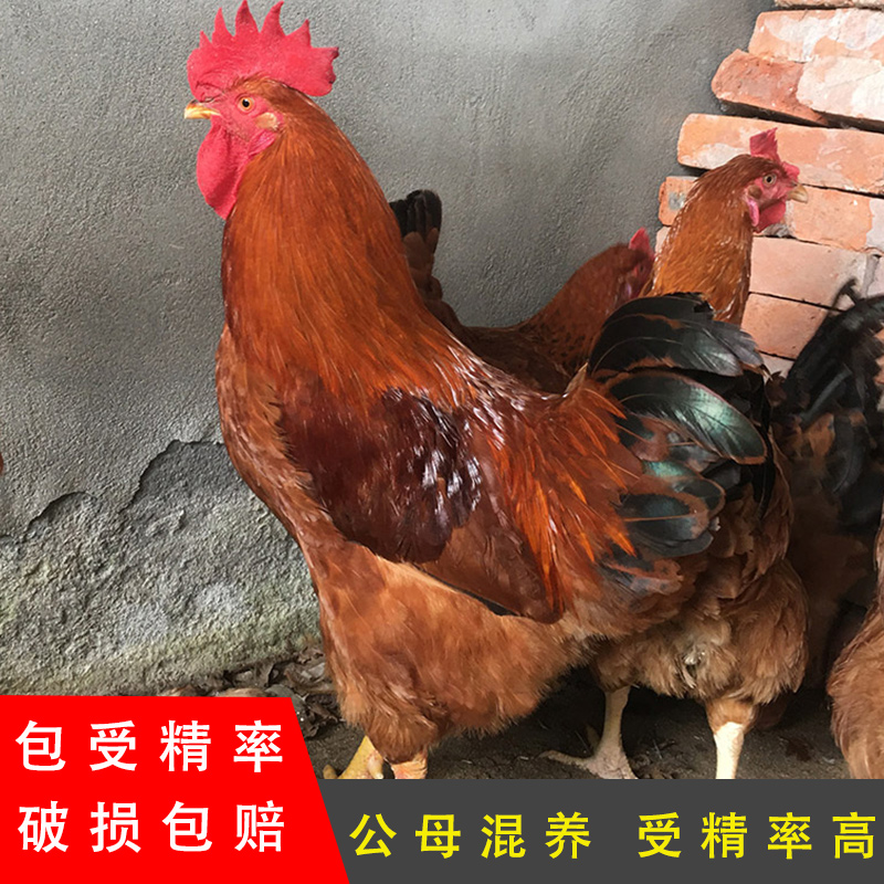 草鸡新鲜九斤红种蛋受精蛋大型红玉红瑶大骨鸡380红鸡血红改良型