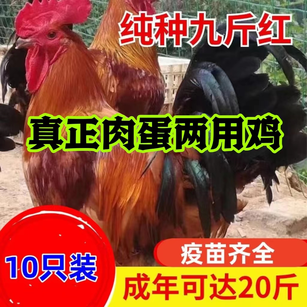 散养九斤红鸡活苗巨型红玉380公鸡脱温苗青年九斤黄土鸡小鸡活苗
