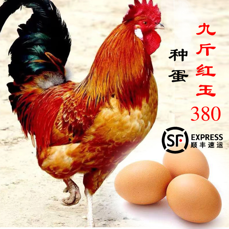 30枚可孵化新鲜九斤红玉380小鸡种蛋受精蛋 高山散养可食用土鸡蛋