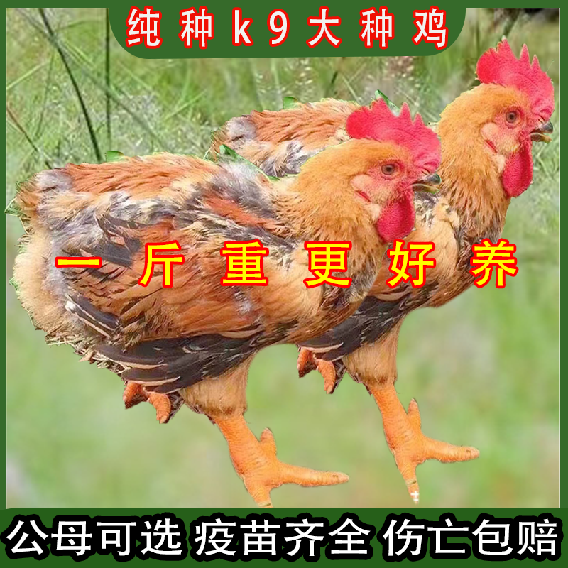 一斤纯种K9鸡巨型大红公鸡活鸡走地鸡公鸡活苗九斤红公鸡活苗阉鸡