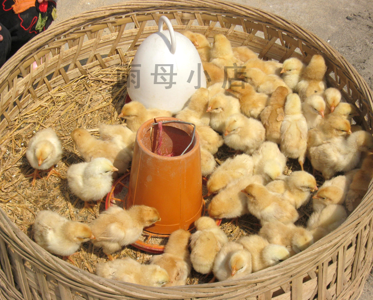 衡阳湘黄土鸡湘黄改良鸡种蛋受精蛋可孵小鸡仔种蛋包邮