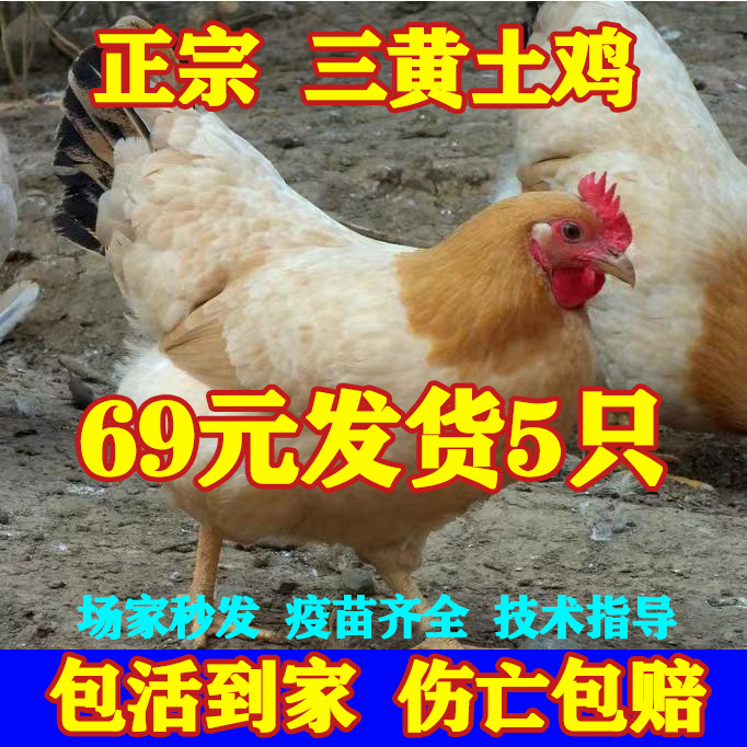 三黄土鸡活苗正宗小鸡活苗脱温小鸡纯种高产蛋鸡农家散养母鸡土鸡