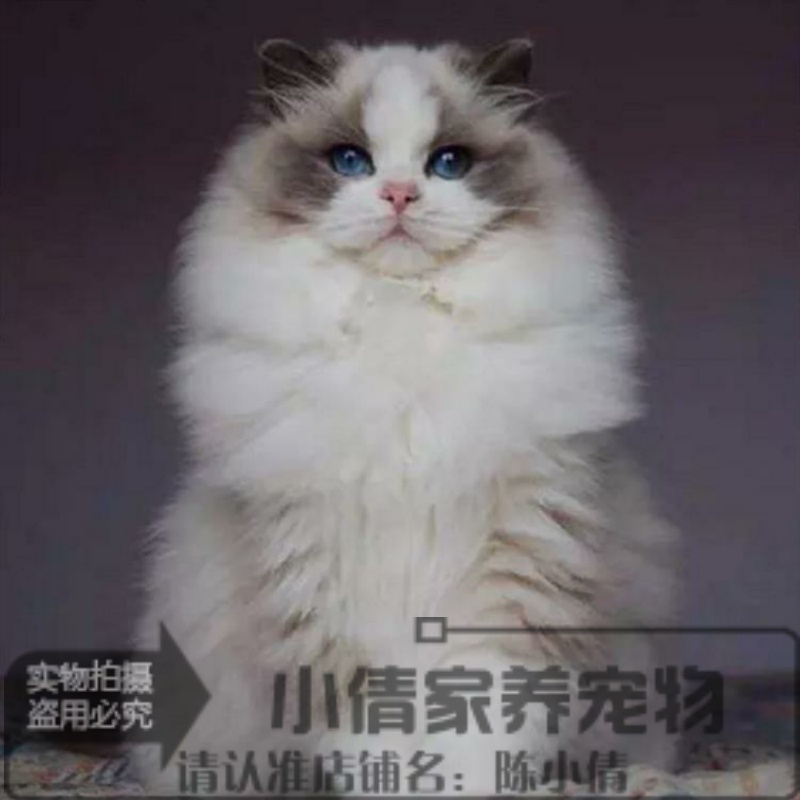 赛级纯种布偶猫活体蓝双色海豹重点色手套色布偶幼猫宠物猫出售x