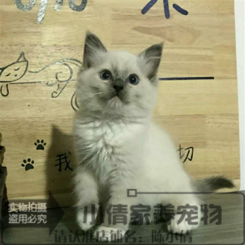 赛级活体纯种布偶猫幼猫重点色布偶猫活体双色布偶宠物猫咪出售x