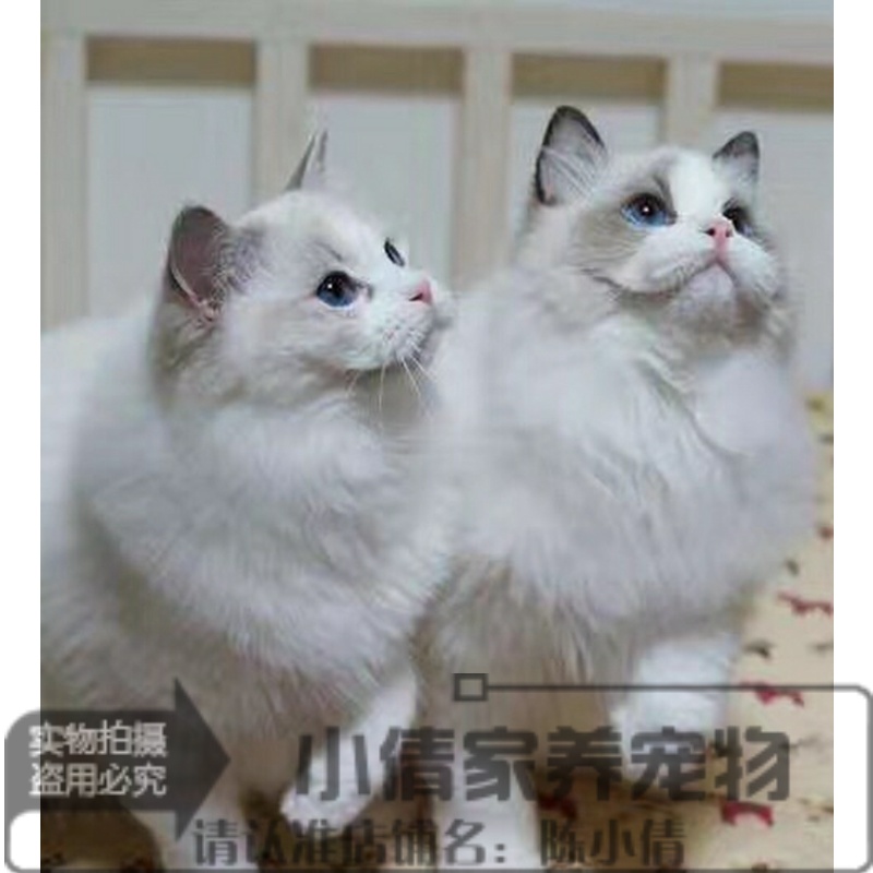 上海出售纯种布偶猫活体蓝双色海豹重点色手套色布偶幼猫宠物猫x