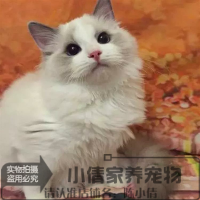 出售纯种布偶猫活体蓝双色海豹重点色手套色布偶幼猫宠物猫上海x