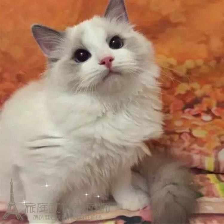 出售纯种布偶猫活体蓝双色海豹重点色手套色布偶幼猫宠物猫上海p