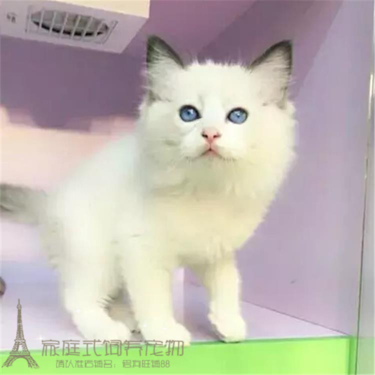 上海本地出售布偶猫幼猫活体宠物猫纯种重点色布偶小猫蓝眼睛p